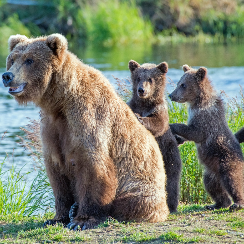 Большая медведица с тремя маленькими медвежатами у реки