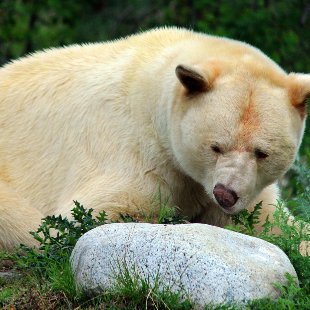 Большой грозный белый медведь у камней