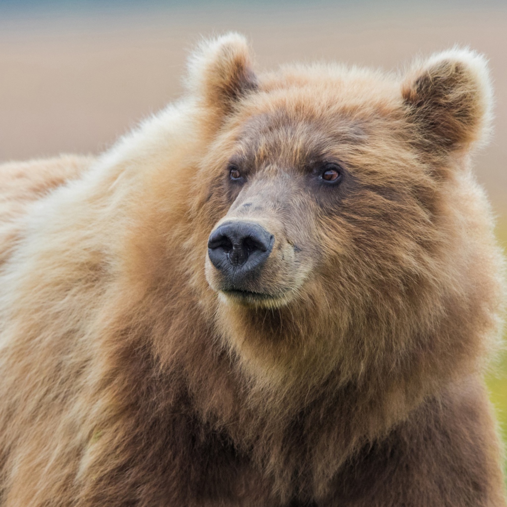 Большой мохнатый бурый медведь