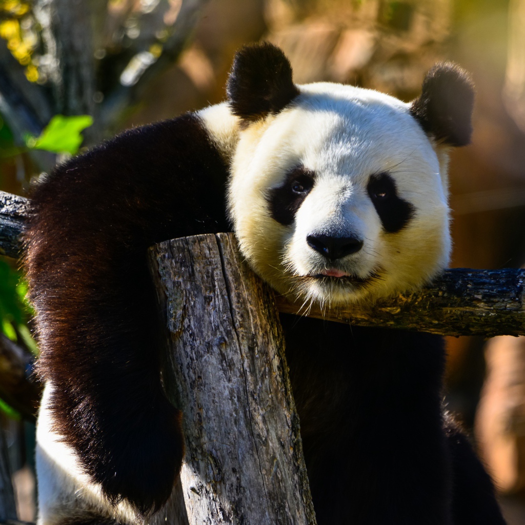 Большая ленивая панда висит на дереве