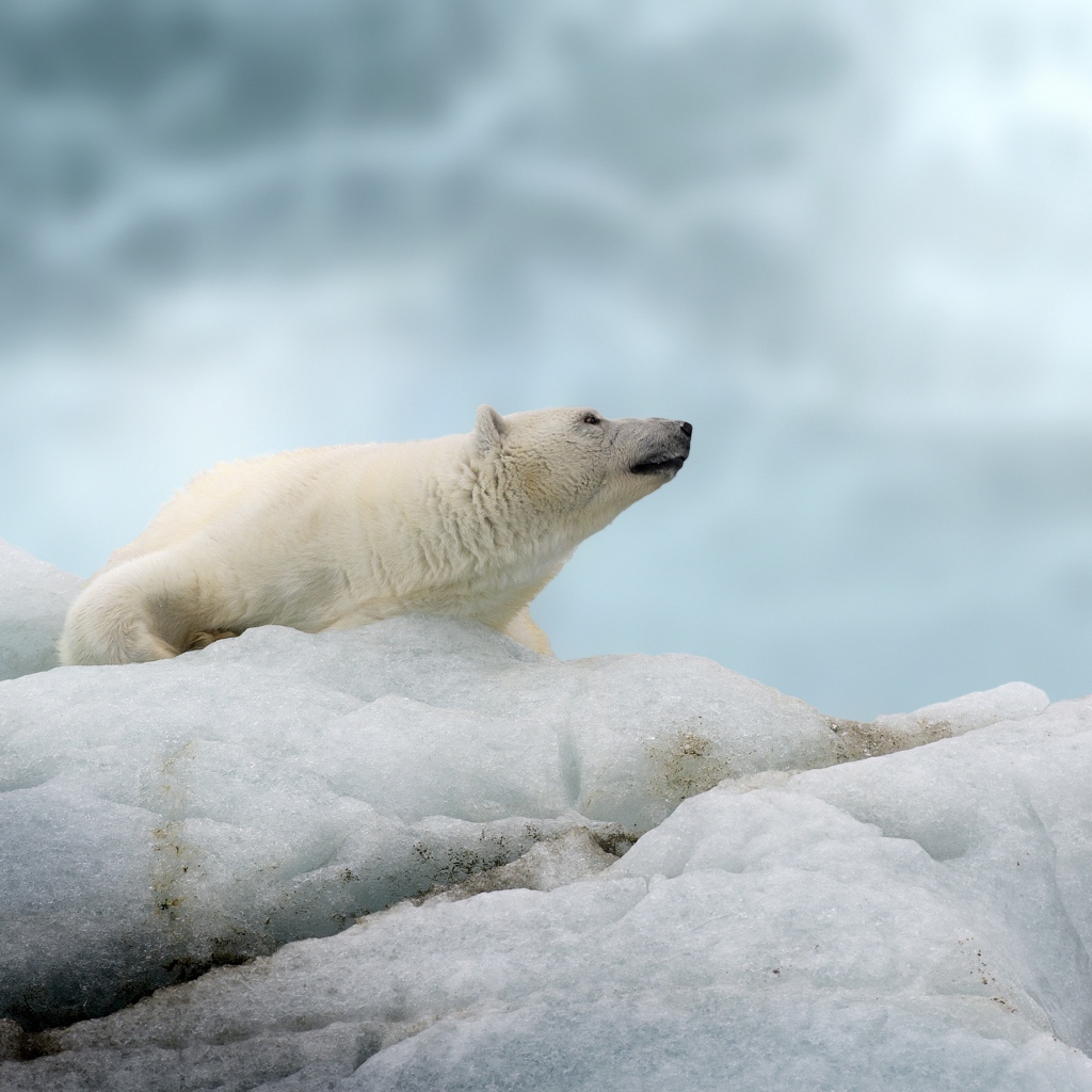 Большой полярный медведь лежит на холодной льдине