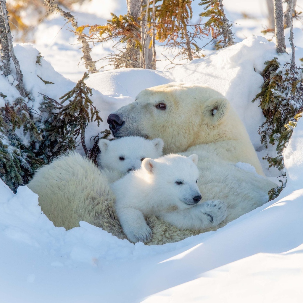 Большая белая медведица с медвежатами в снегу