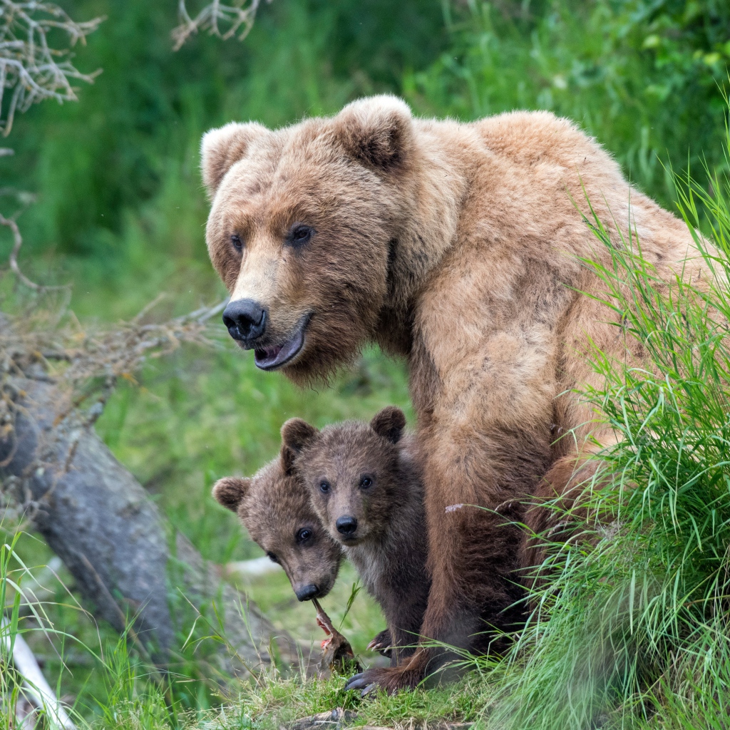 Бурая медведица с маленькими медвежатами в траве 