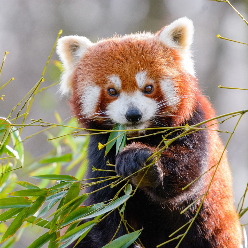 Милая малая панда ест бамбуковые ветки