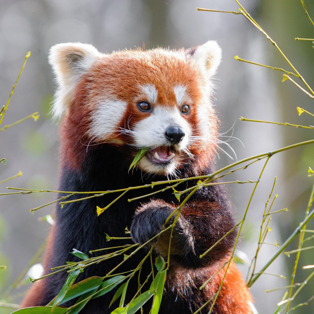 Милая малая панда грызет ветки бамбука