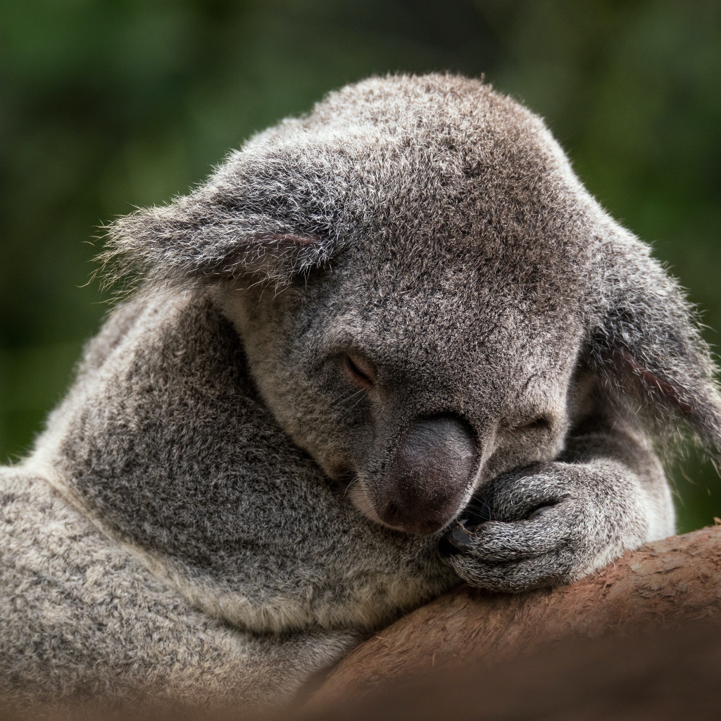 Коала спит на ветке дерева