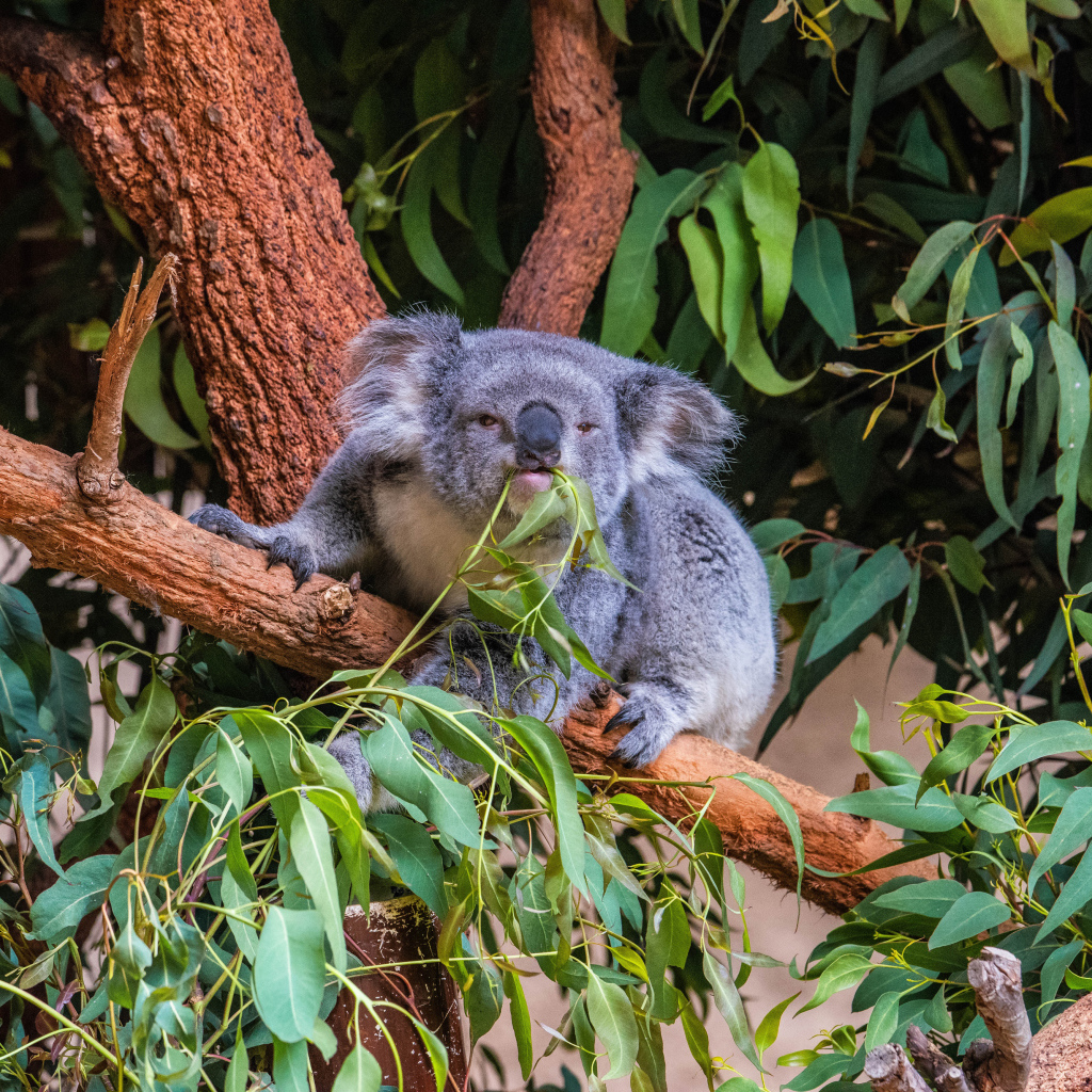 Ленивая коала ест ветки на дереве 