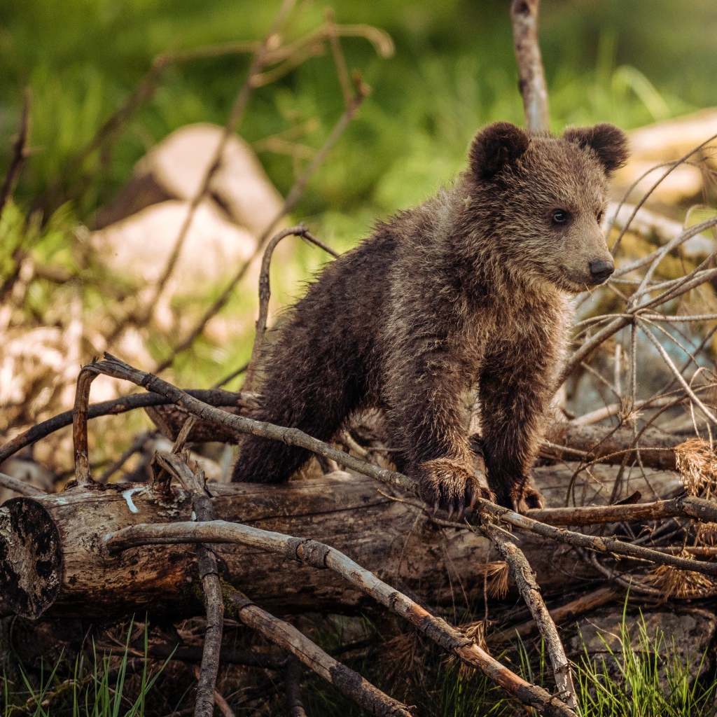 Маленький бурый медвежонок стоит на сухих ветках в лесу