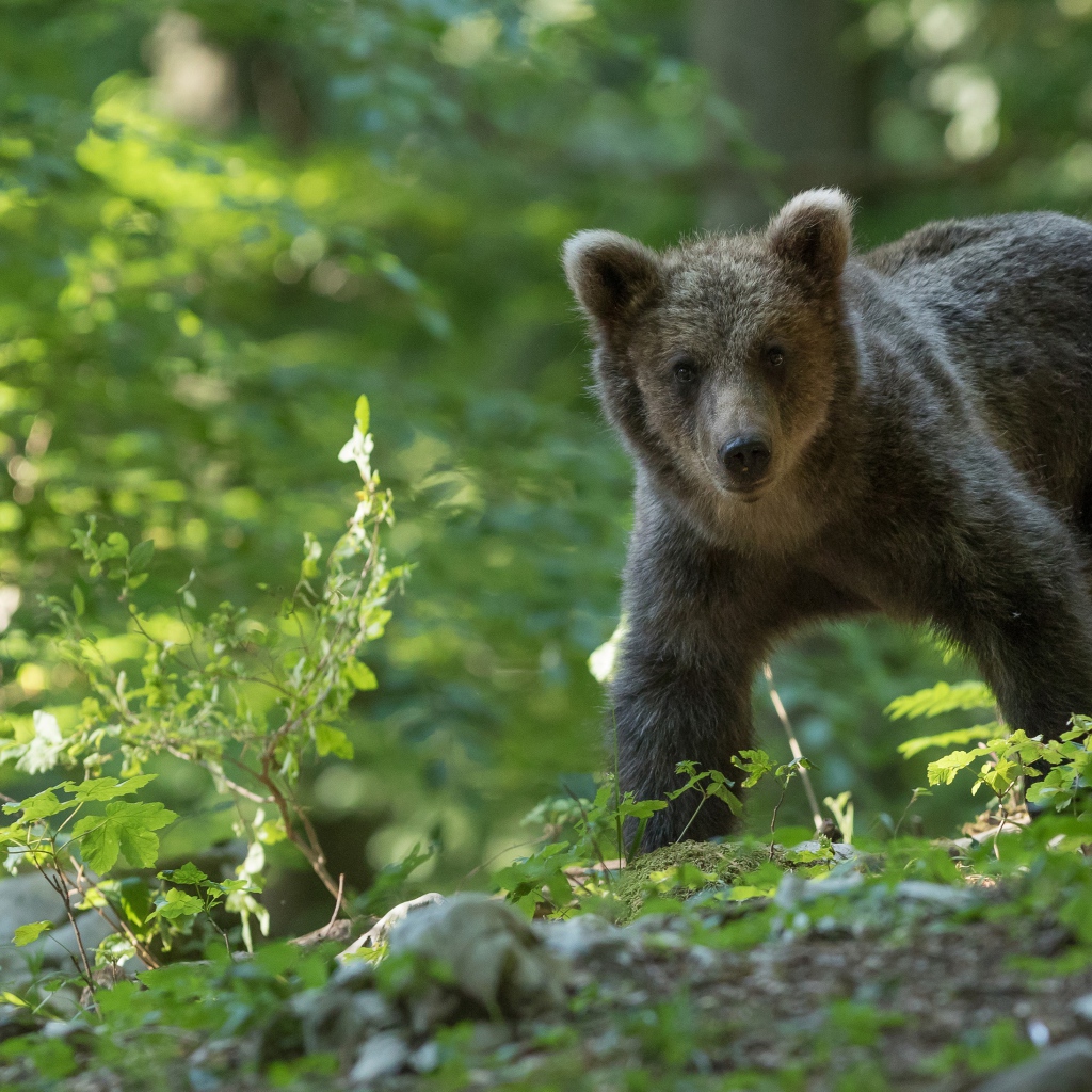 Little brown bear walks through the forest