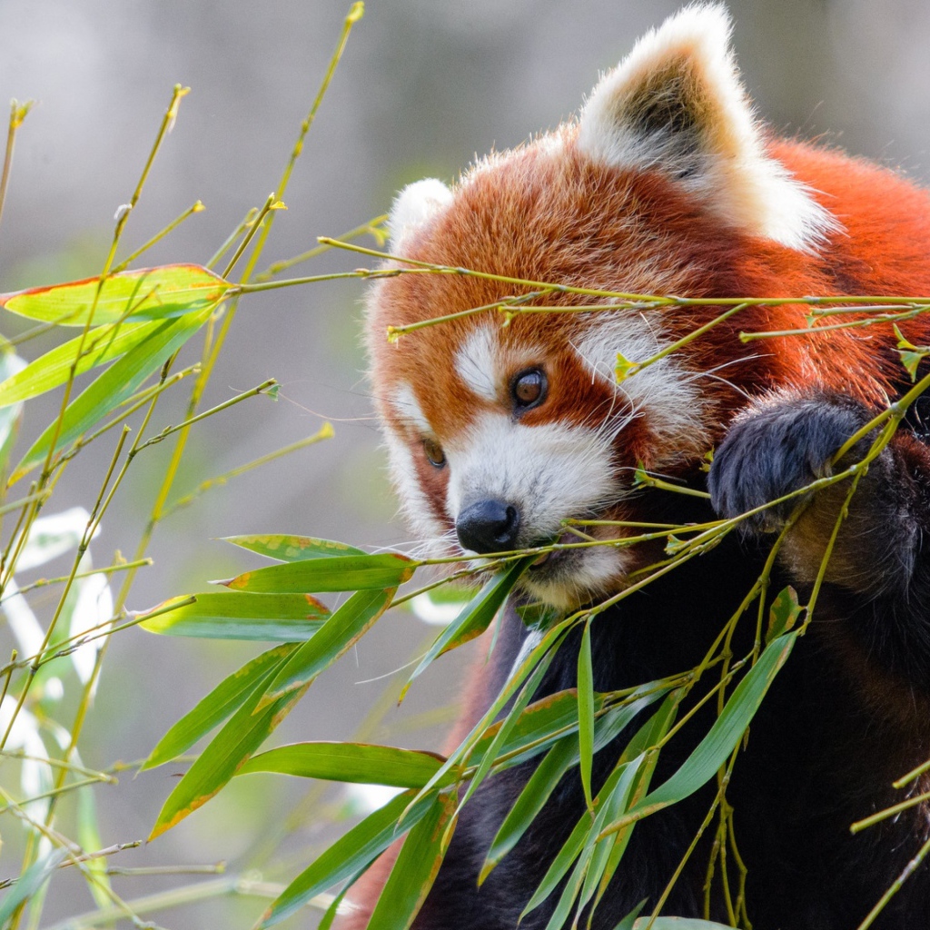 Малая панда грызет зеленые ветки бамбука