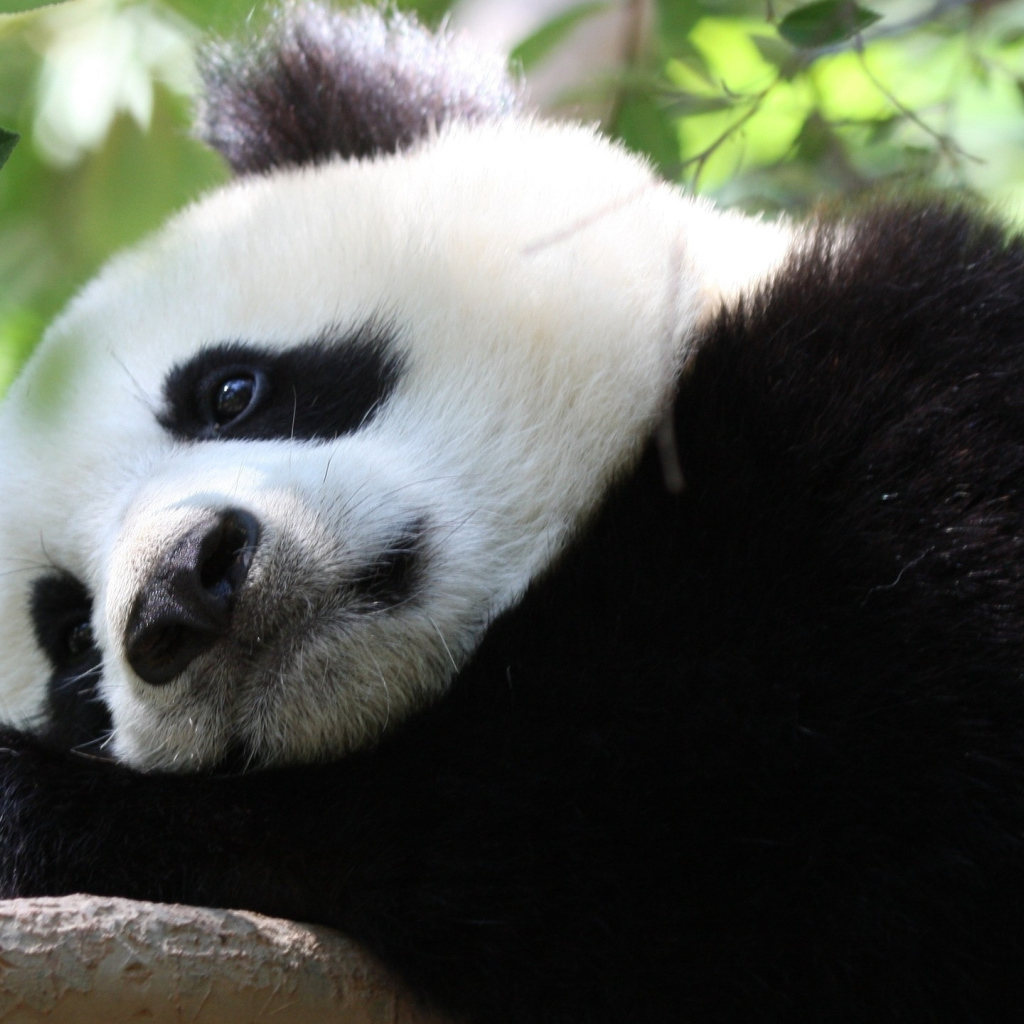 Sad big panda lies on a tree