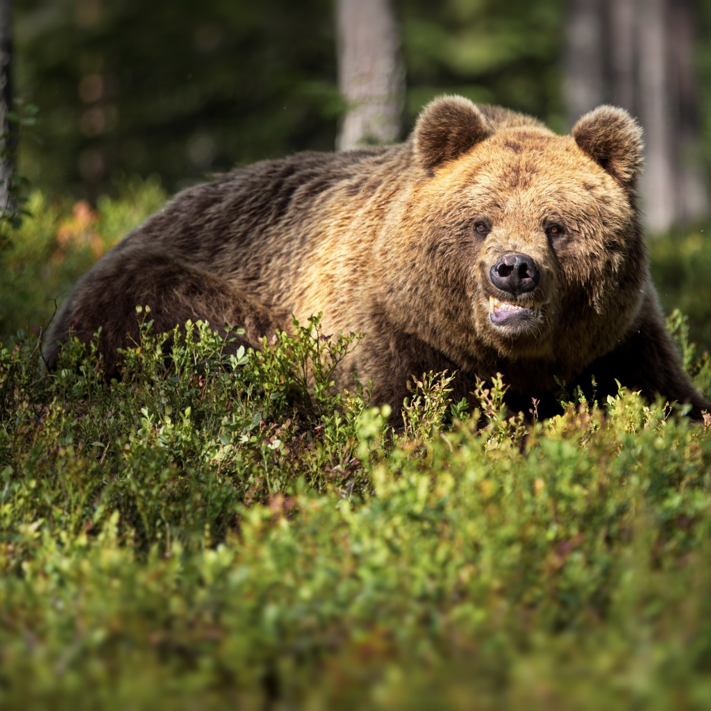 Terrible brown bear in the thicket in the forest