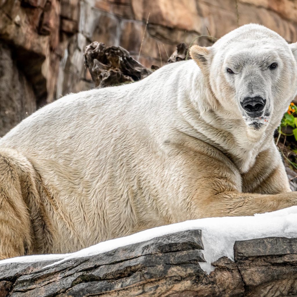 Грозный белый медведь лежит на камне в зоопарке 