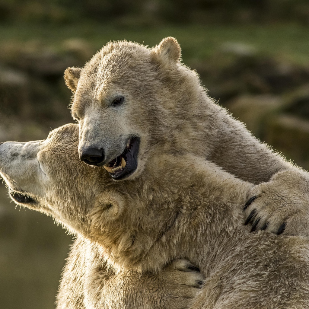 Два больших белых медведя обнимаются 