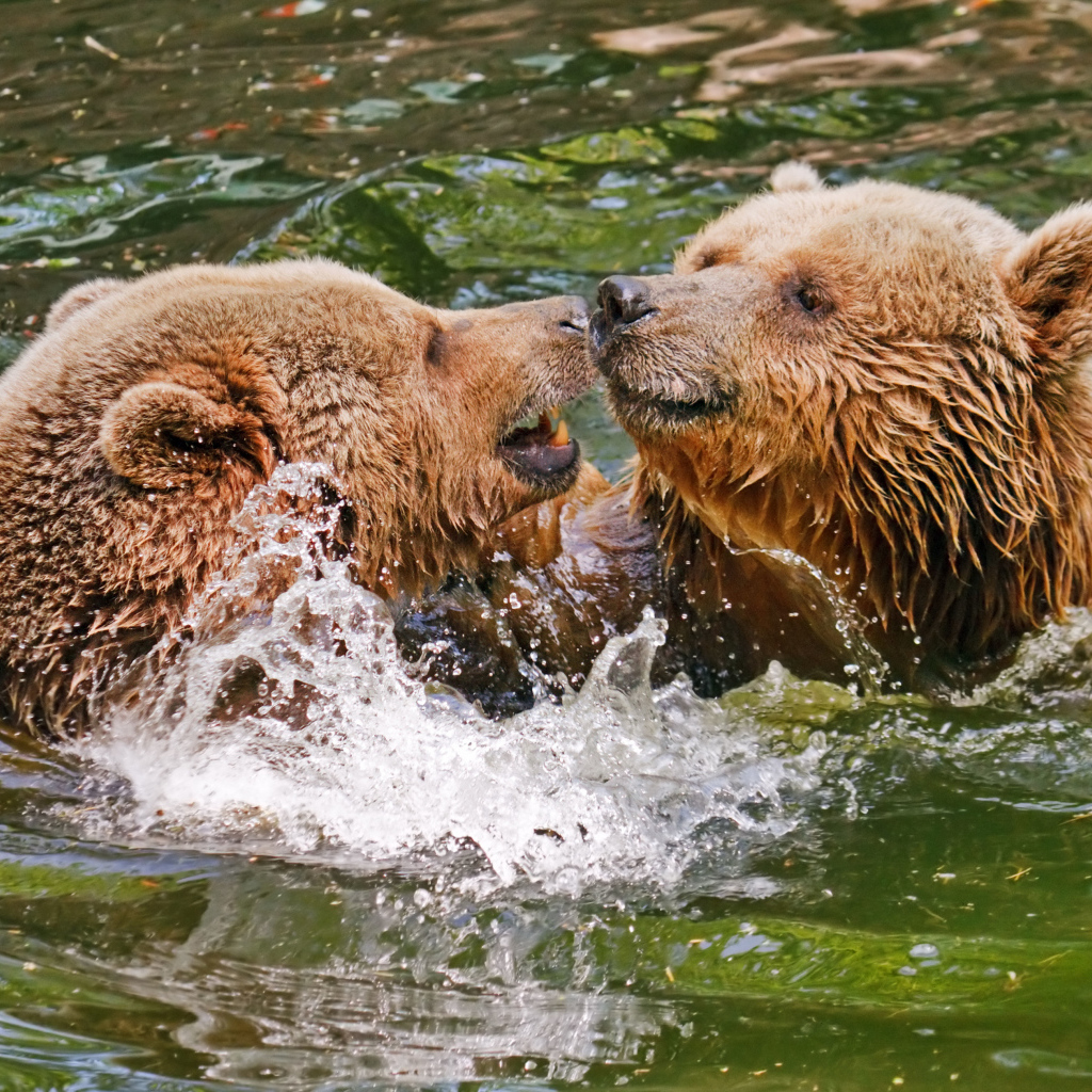 Два бурых медведя в воде 
