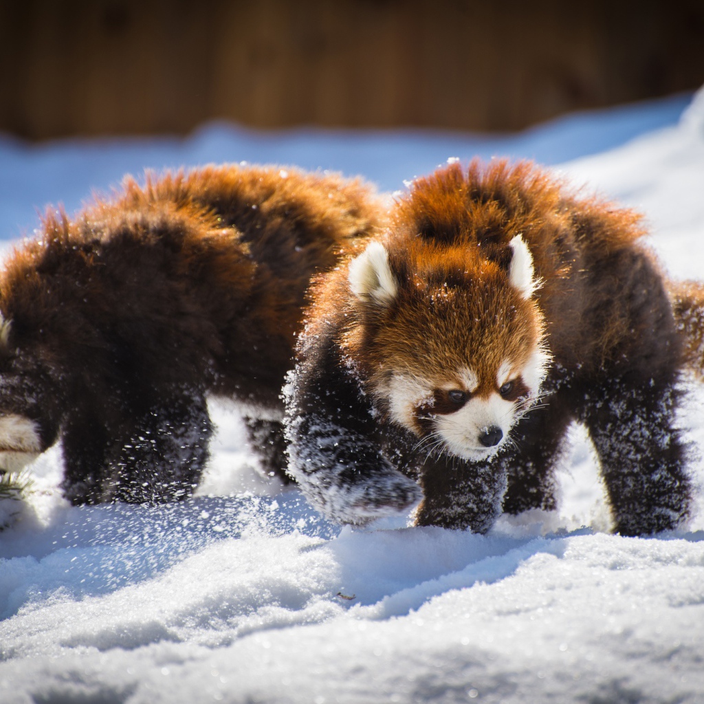 Две забавные красные панды играют на снегу