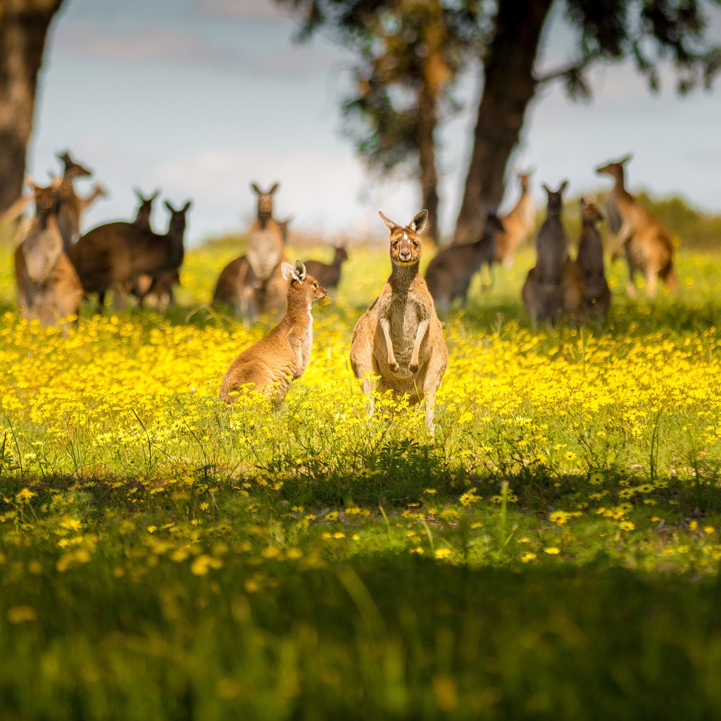 Стая кенгуру сидят на желтых цветах 