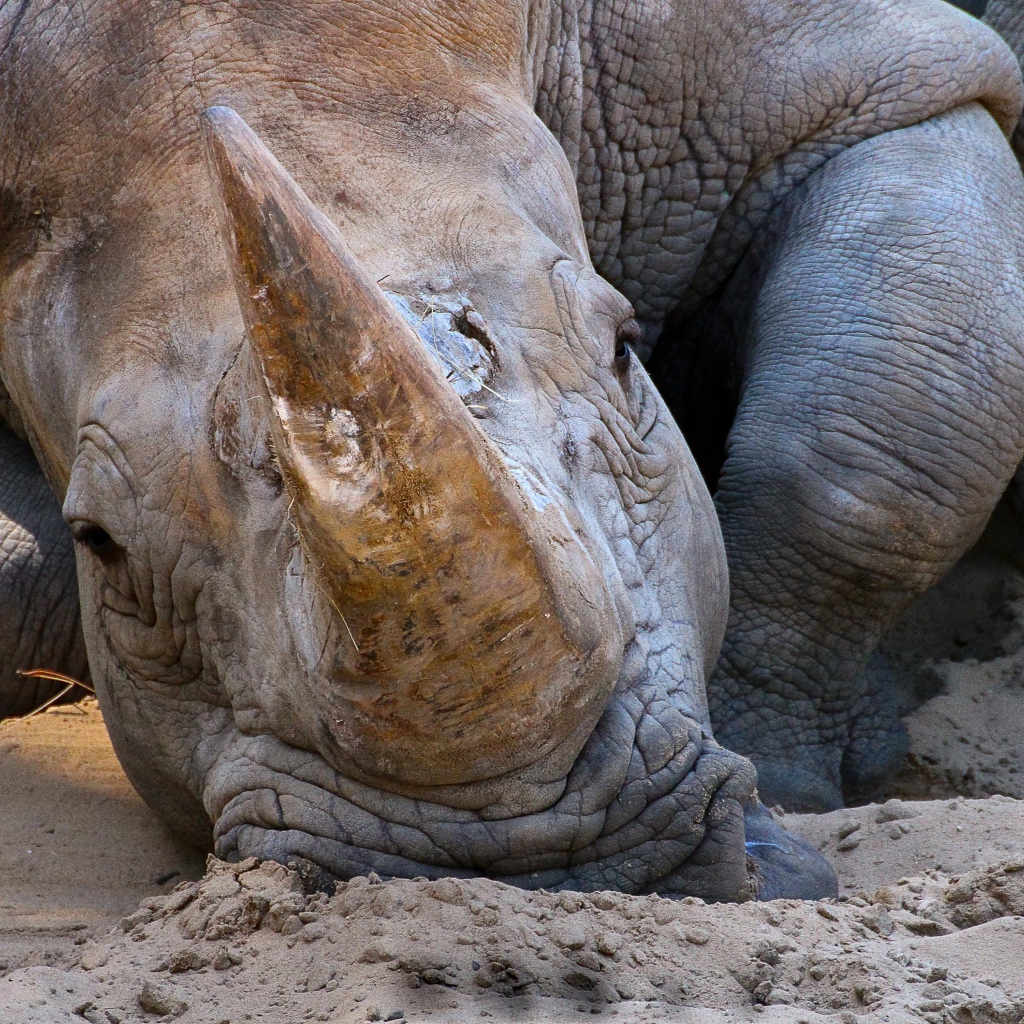 Большой носорог лежит на песке