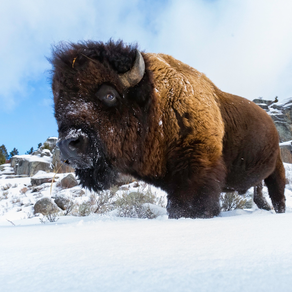 Большой сильный бизон стоит в снегу 