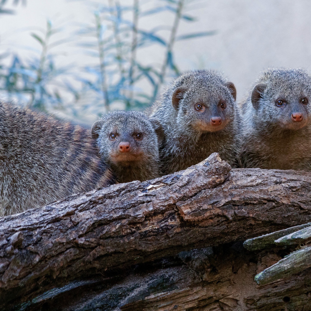 Семейство мангустов на сухом дереве 