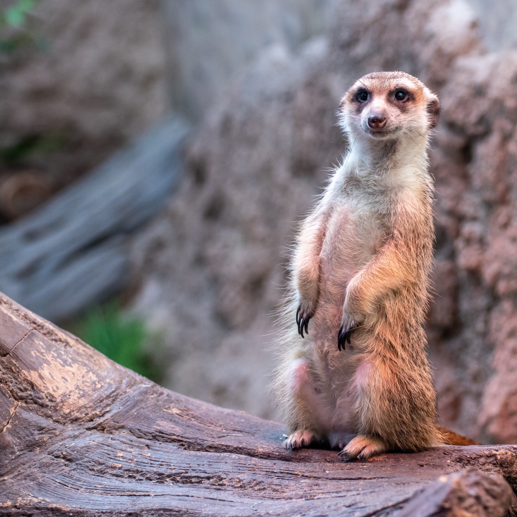 Забавный сурикат сидит на дереве 