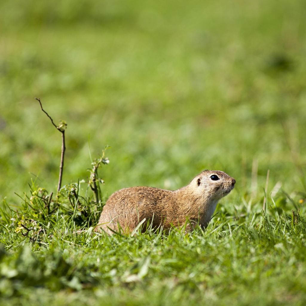 Суслик в зеленой траве 