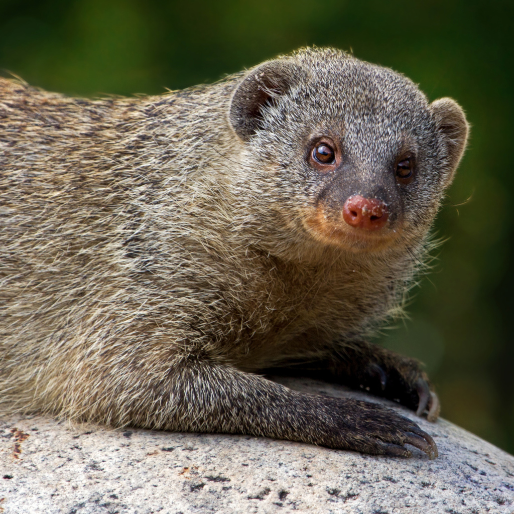 Серый мангуст лежит на камне 