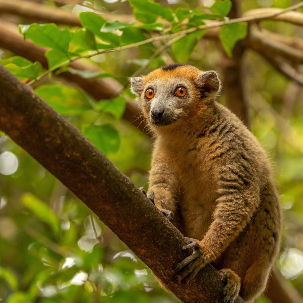 Лемур сидит на высокой ветке дерева 