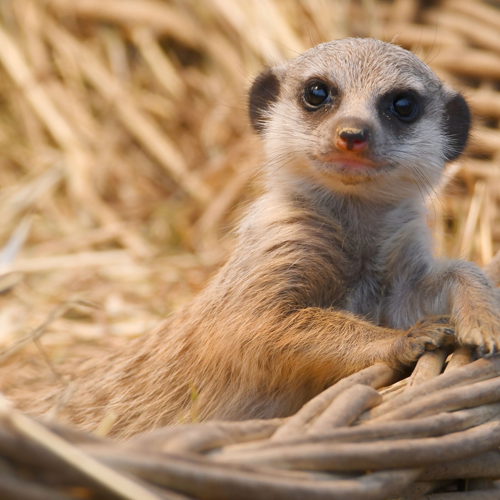 Маленький сурикат лежит в корзине