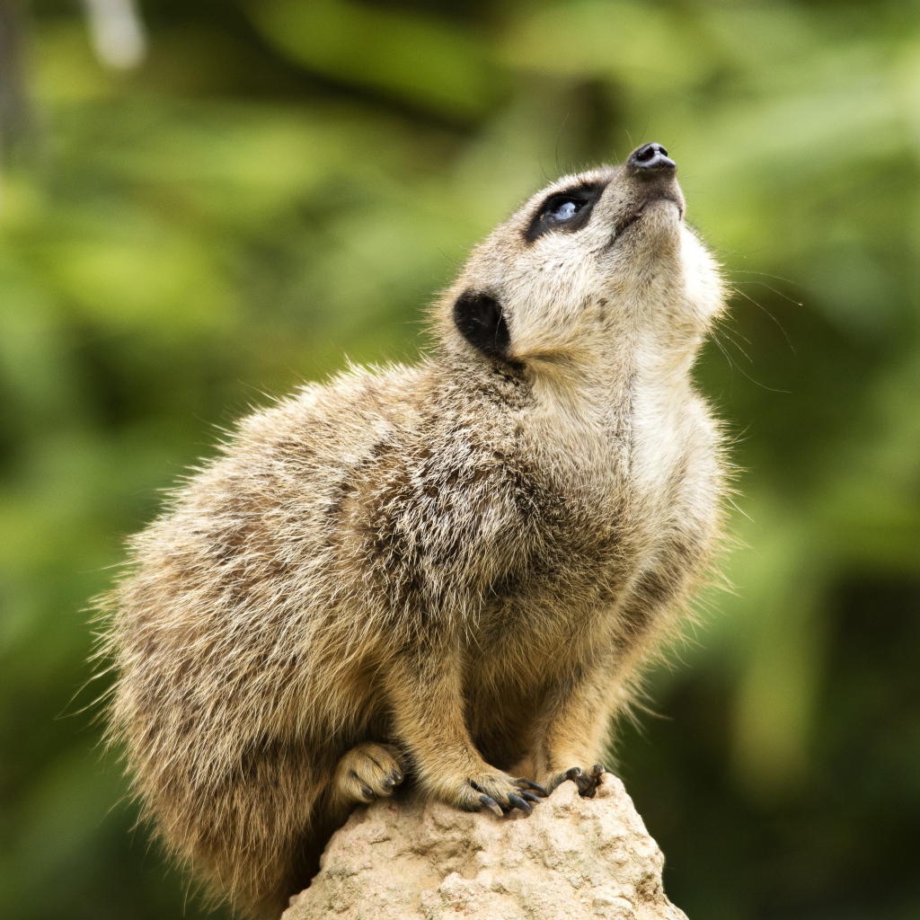 Маленький сурикат сидит на камне 