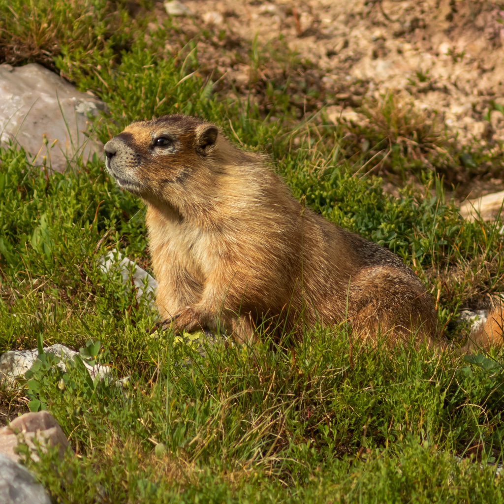 Сурок сидит на зеленой траве 