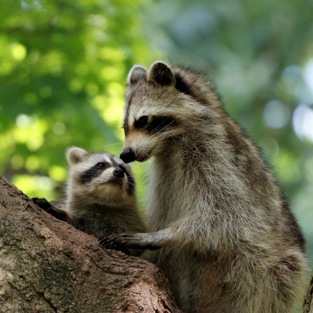 Мама енот с ребенком сидят на дереве