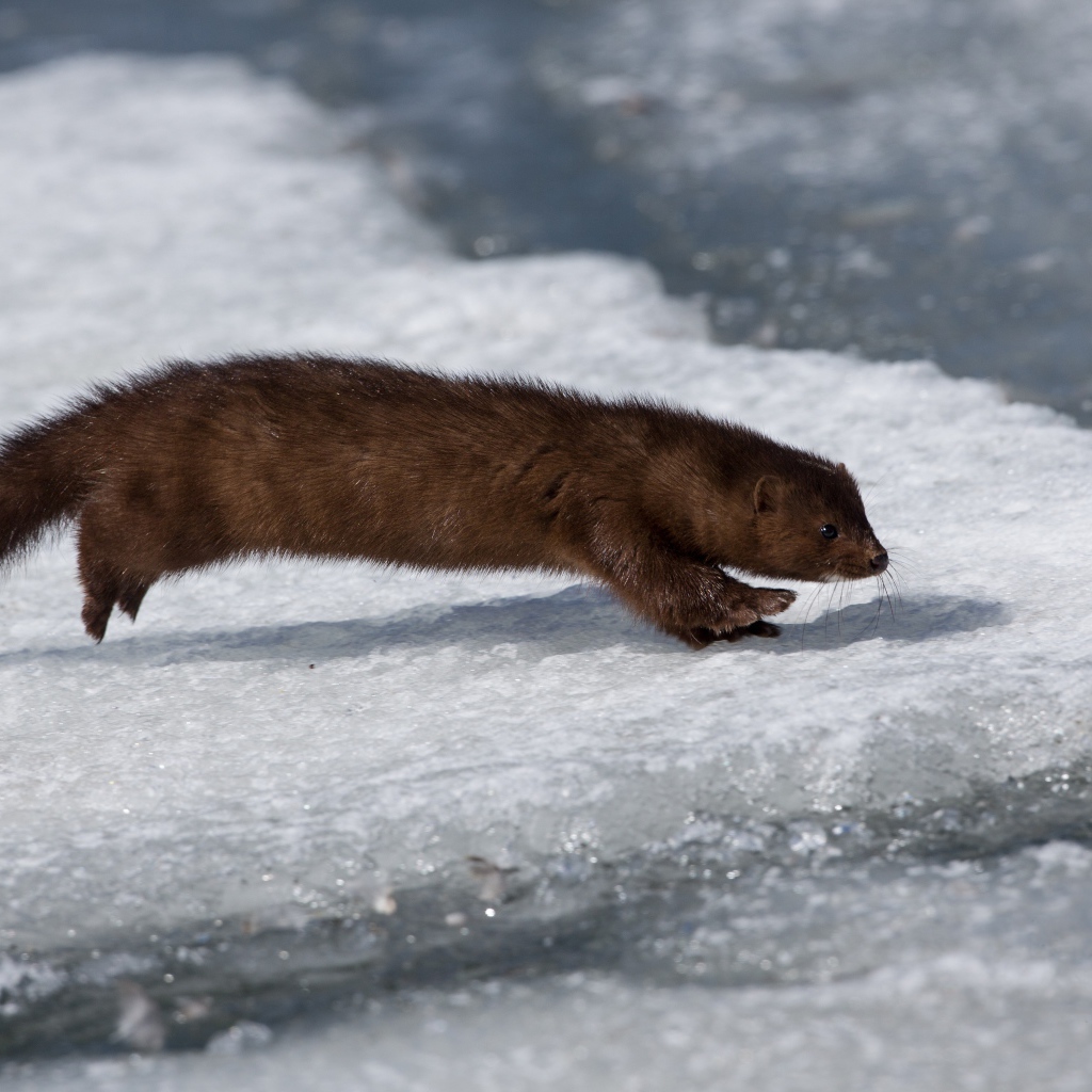 Хищная куница охотится на льду 