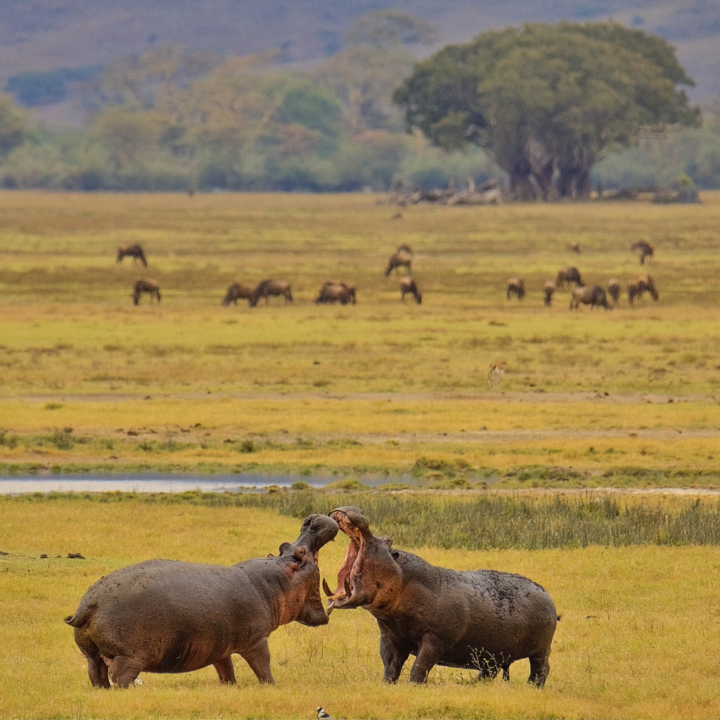 Two large hippos are fighting on the grass