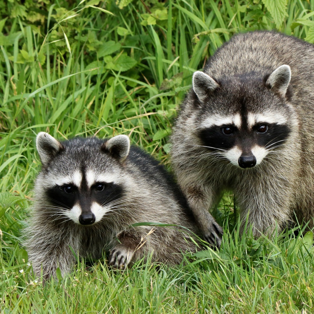 Два енота сидят в зеленой траве