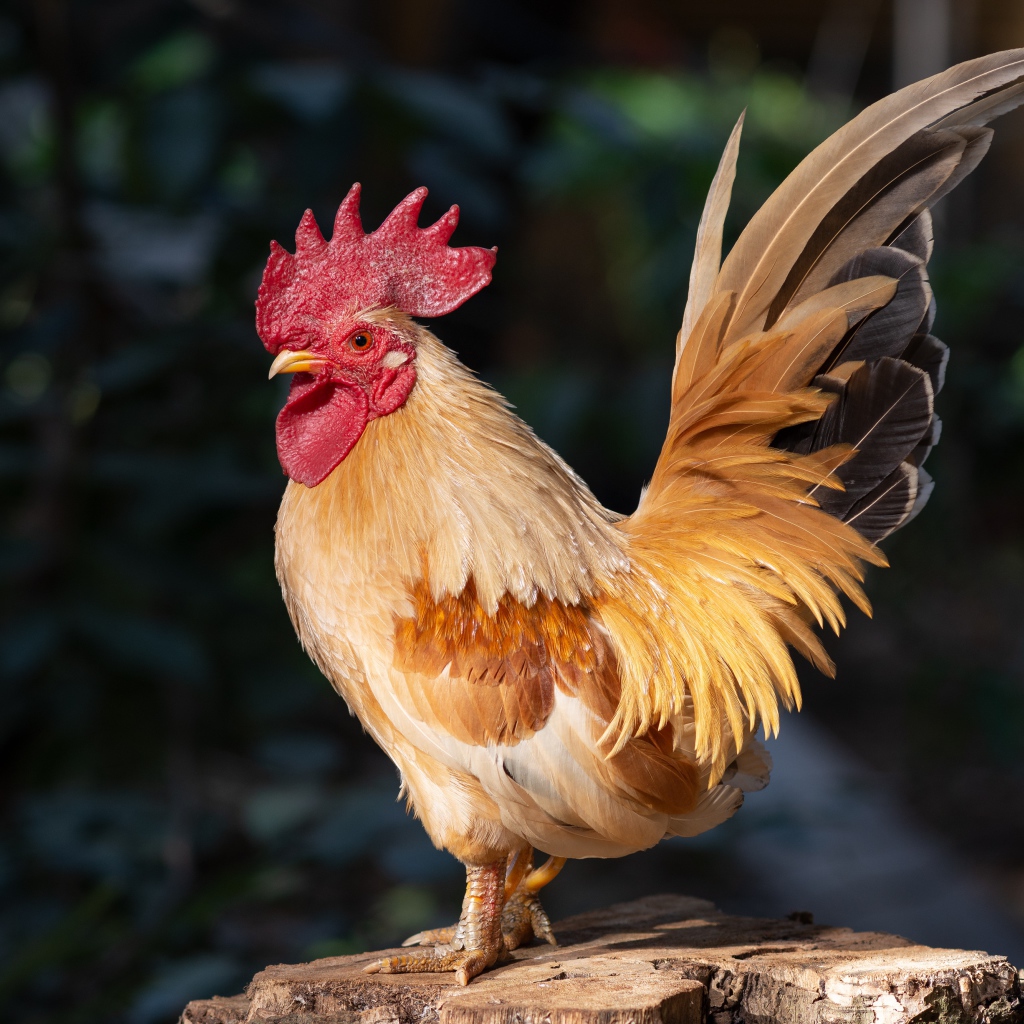 Красивый домашний петух стоит на пне в лучах солнца