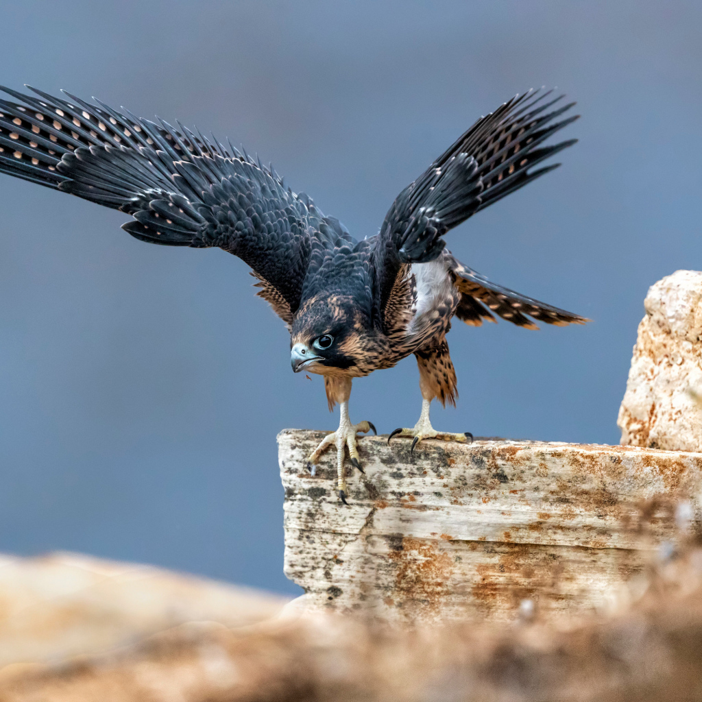 Большой сокол готовится к полету с камня 