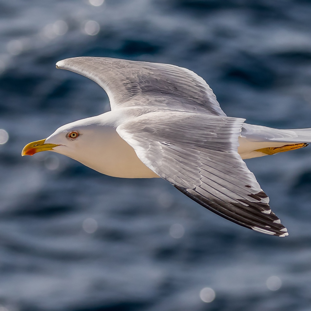 Большая серая чайка летит над водой