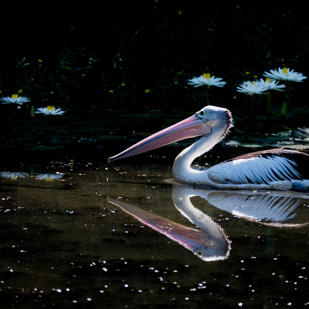 Большой пеликан плавает в пруду с белыми водяными лилиями