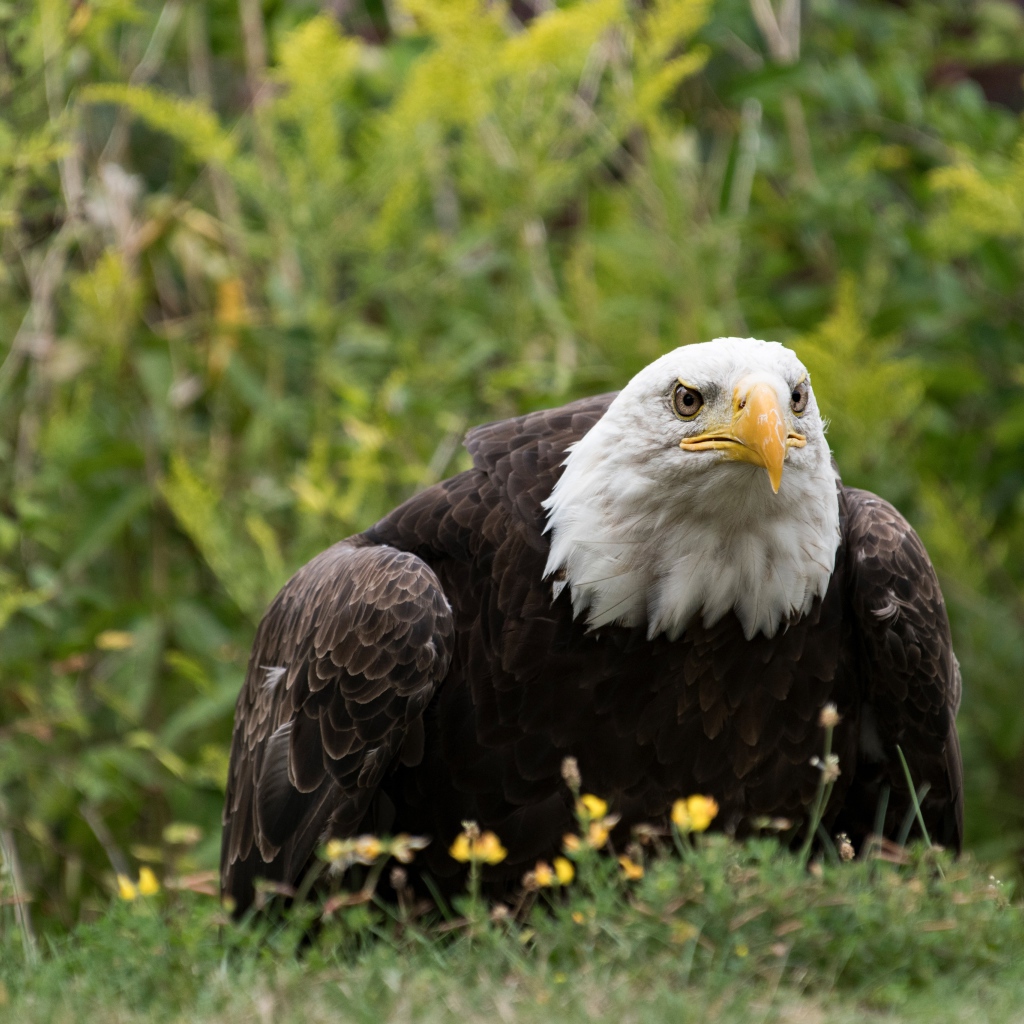 Большой хищный белоголовый орлан сидит в траве