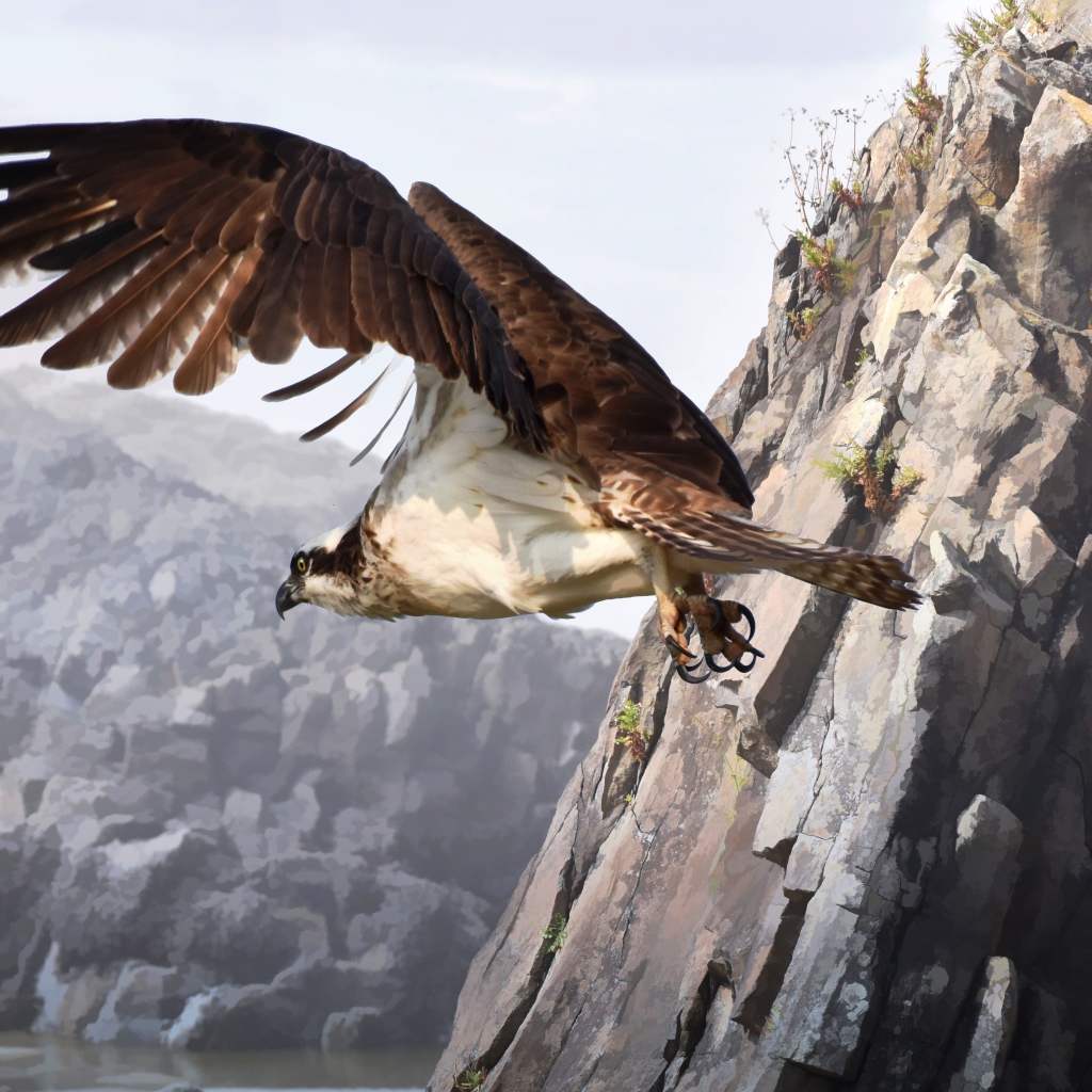 Большой хищный сокол летит у горы 