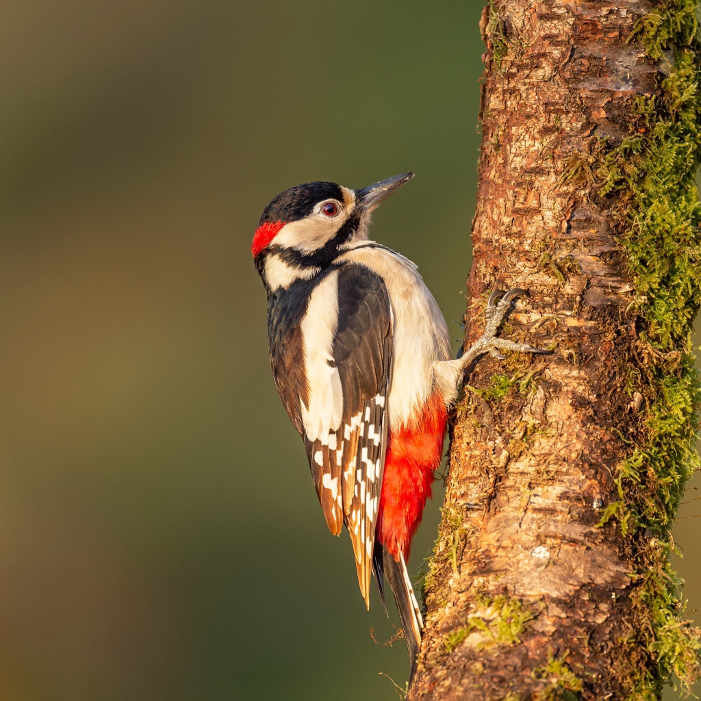 Большой дятел сидит на покрытом мхом дереве 