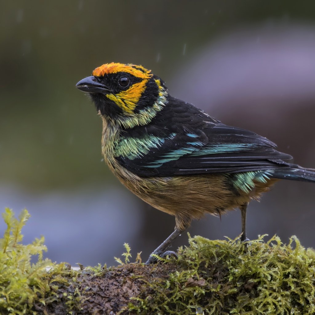 Маленькая птичка сидит на покрытой мхом ветке