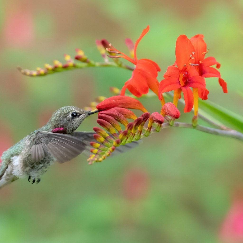 A tiny hummingbird bird drinks red flower nectar