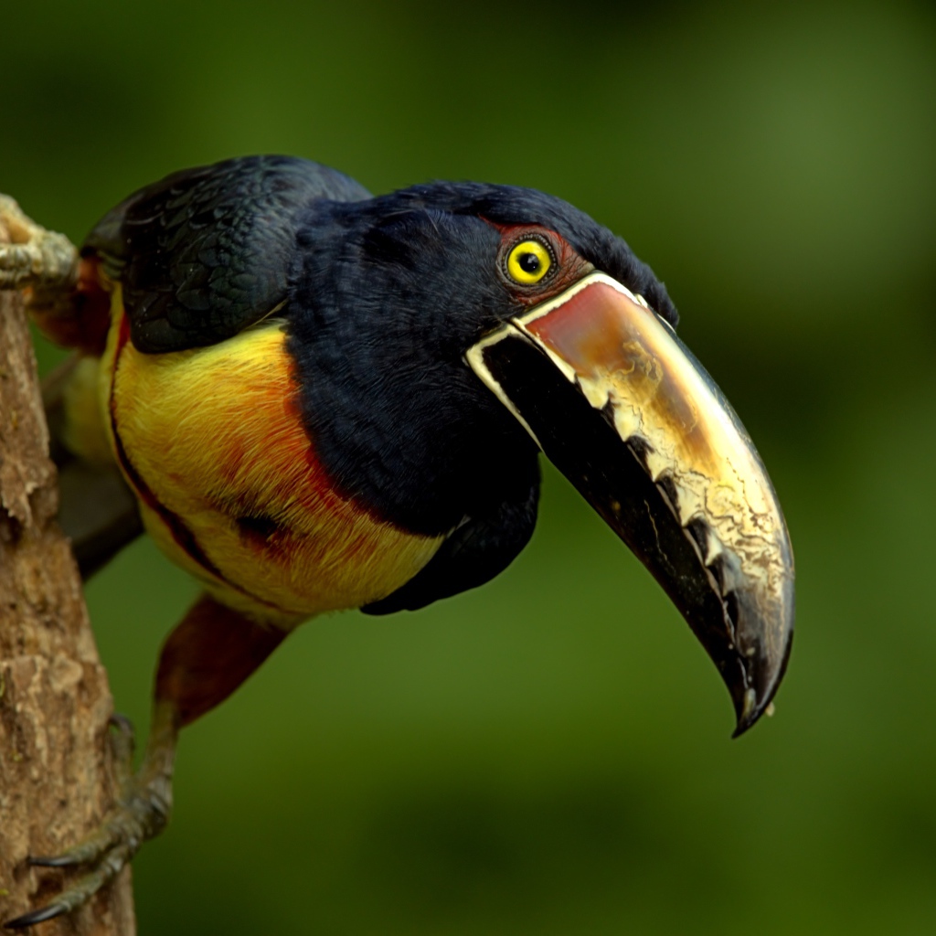 A toucan bird with a large beak sits on a tree