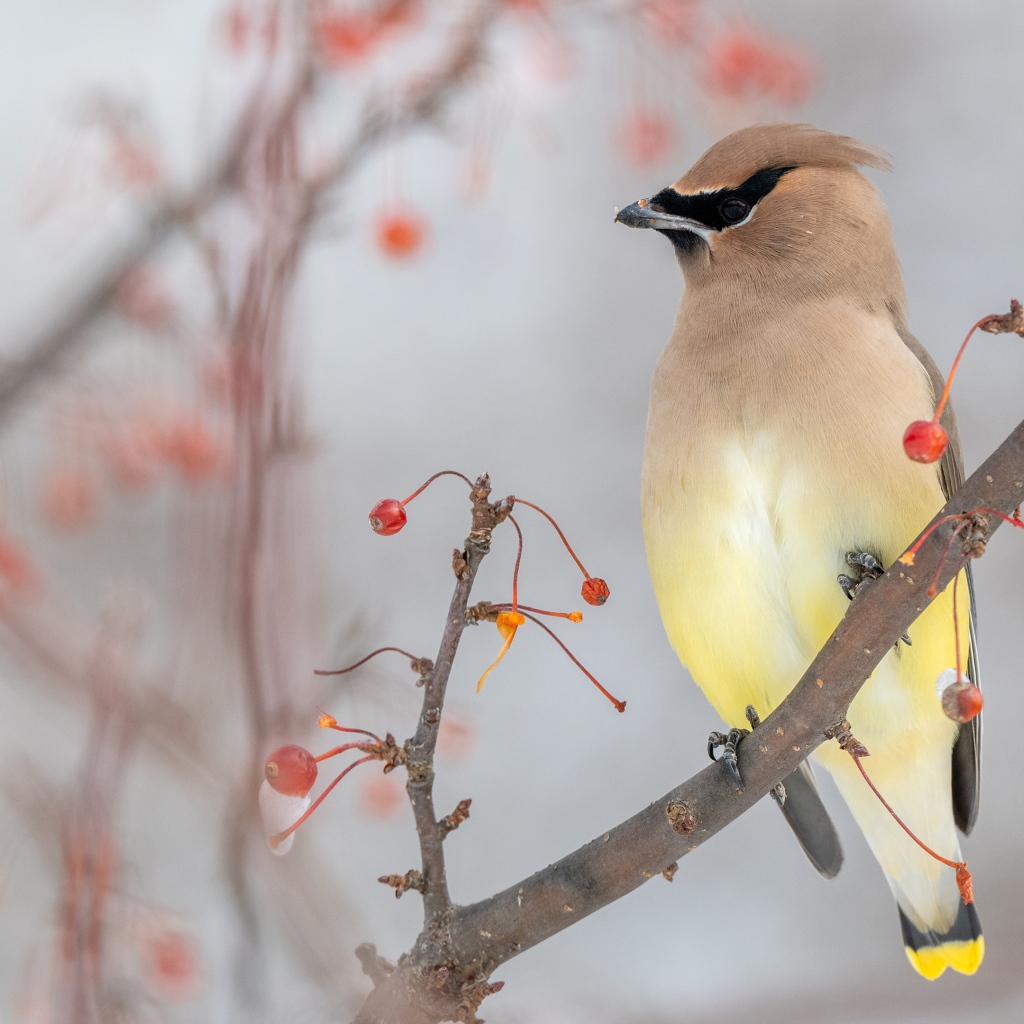 Американский Свиристель сидит на ветке с красными ягодами