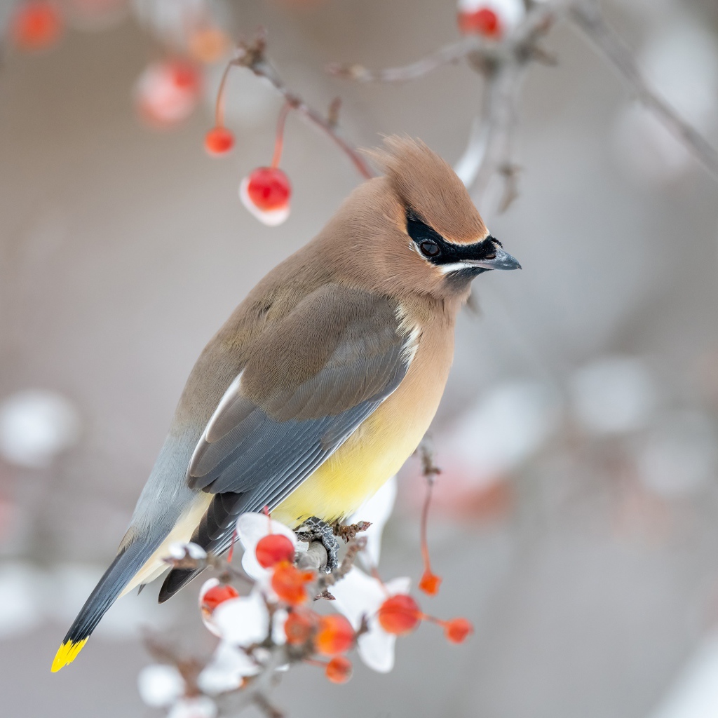 Американский свиристель на ветке дерева зимой
