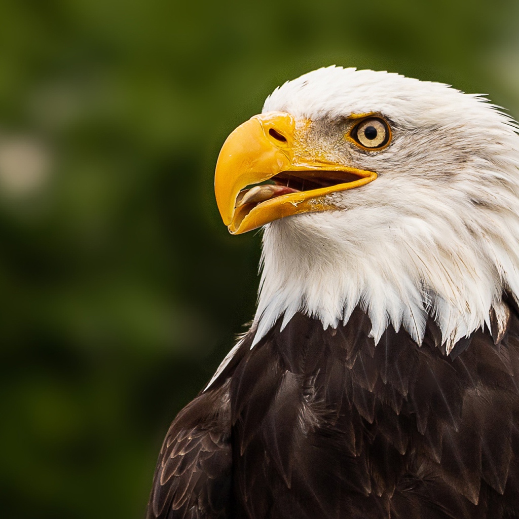 Голова белоголового орлана с открытым клювом 