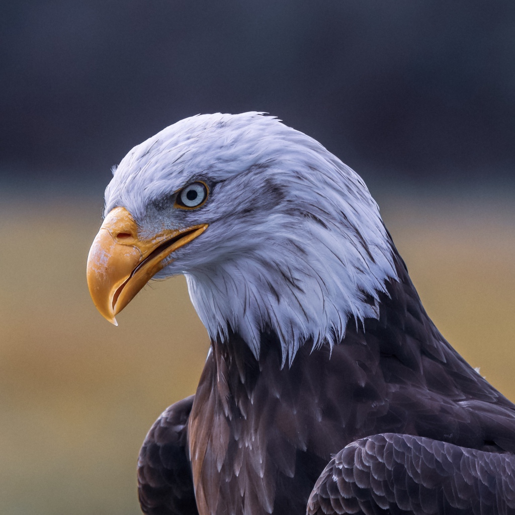 Голова белоголового орлана с острым желтым клювом