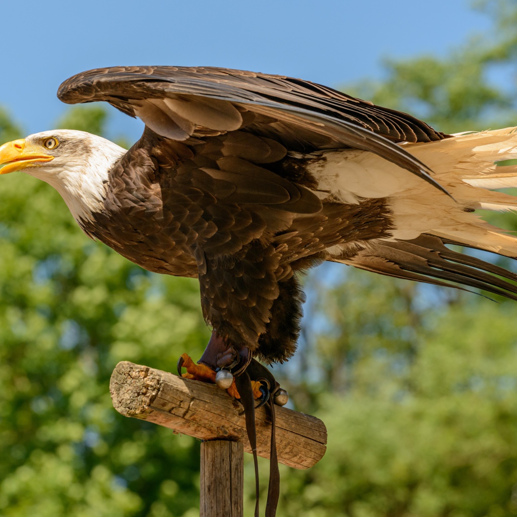 Белоголовый орлан расправил крылья